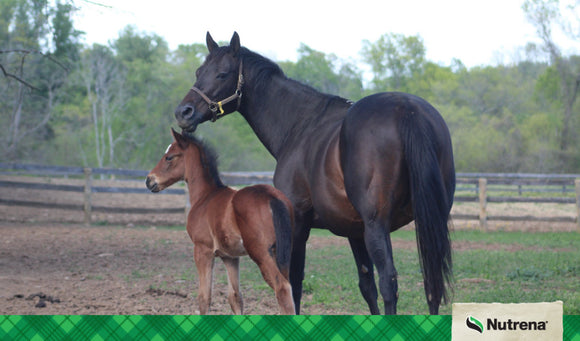 Feeding and Managing Pregnant Mares: Prenatal Nutrition