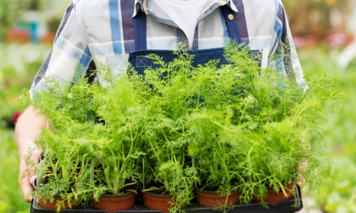 Garden center employee holding plants