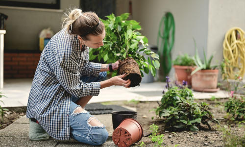 Woman planting plants