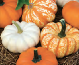 PUMPKIN MINI HRVST BLND (1/4 OZ (EACH))