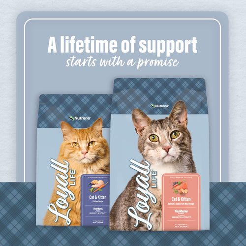 Loyall Life® Cat & Kitten Chicken Recipe