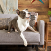 Bark P.B. Beaver Super Chewer Durable 2-in-1 + Enrichment Dog Toy