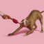 BARK Lickin’ Links Plush Tug Dog Toy