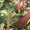 Fiskars Harvesting Knife