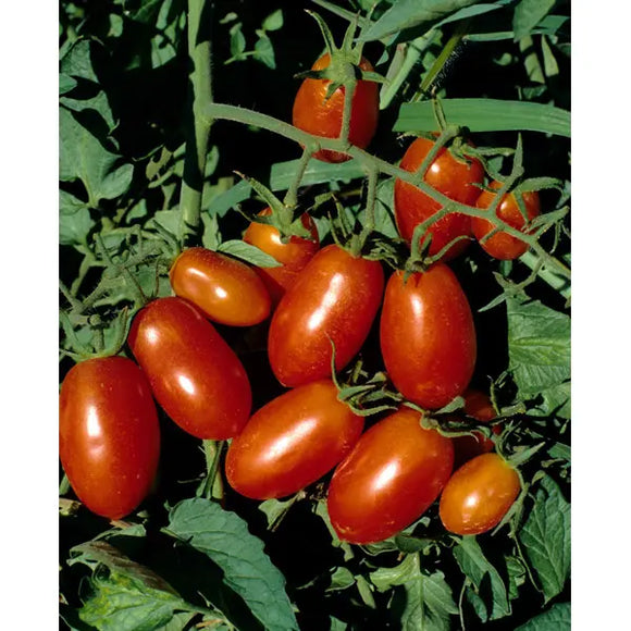 Southern States Seed Division Roma Tomato 1/4 oz