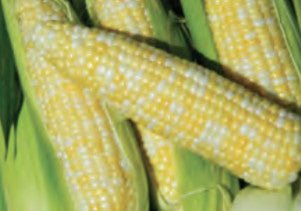 SWEETCORN BILICIOUS HYBRID