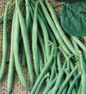 POLE BEAN BLUE LAKE FM1 (1/2 LB (EACH))