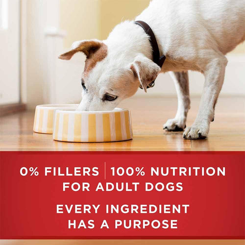 Purina ONE Plus Healthy Weight Tender Cuts In Gravy Lamb & Brown Rice Entrée Wet Dog Food (13 Oz case of 12)